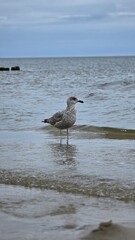 Silbermöwe am Meer (Larus argentatus)