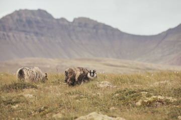 A flock of Sheep in Iceland