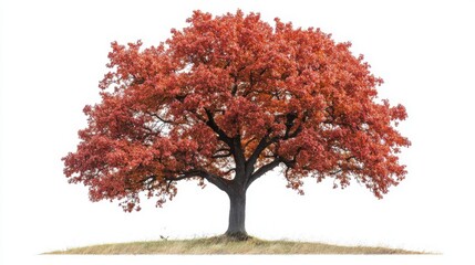 oak tree on green grass on the white background
