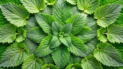 Fresh green leaves of the lemon balm herb spread out in a circular pattern, showcasing its delicate white flowers and intricate leaf veins from above.