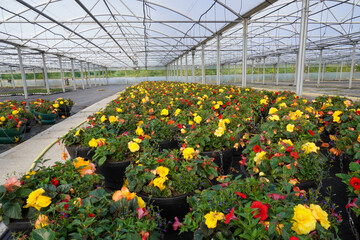 Various flowers planted in large baskets thrive in the greenhouse, creating a vibrant and picturesque corner of nature