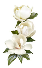 tender white magnolia flowers isolated on transparent background