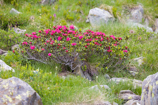 a bush of the red rusty-leaved alpine rose between rocks in the sunlight