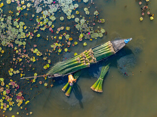 view of farmers harvest Lepironia articulata, Vietnamese name is Co bang. It is harvested by people...
