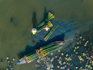 view of farmers harvest Lepironia articulata, Vietnamese name is Co bang. It is harvested by people...