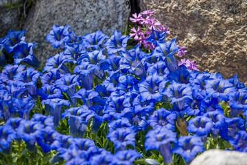 a carpet of alpine blue gentian flowers in the sunlight