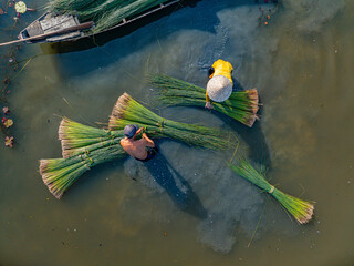 view of farmers harvest Lepironia articulata, Vietnamese name is Co bang. It is harvested by people...