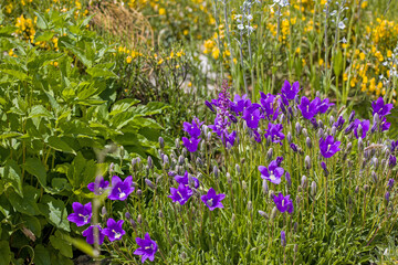 Fototapeta premium a carpet of purple blossoms of the alpine bellflower with other wildflowers