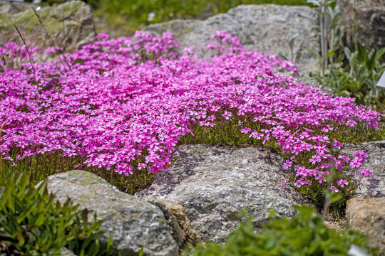 a carpet of pink phlox in the rock garden with sunlight