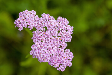 the small pink blossoms of the common yarrow in front of a blurred dark green blurred background 