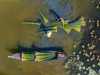 view of farmers harvest Lepironia articulata, Vietnamese name is Co bang. It is harvested by people...