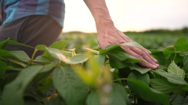 farmer sitting through the field. business farming and irrigation concept. a male farmer in a red cap sitting among lifestyle green plants in a field, checking green shoots in his field
