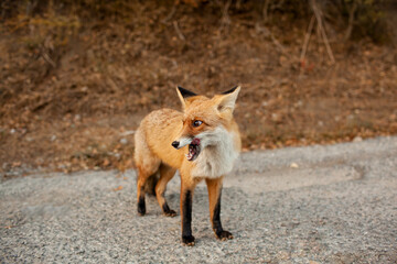 A wild fox came out on the road from the forest against the background of autumn trees