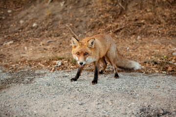A wild fox came out on the road from the forest against the background of autumn trees