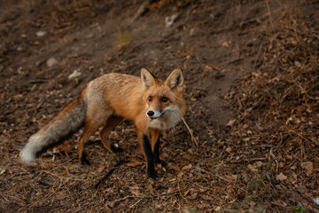 A wild fox came out on the road from the forest against the background of autumn trees