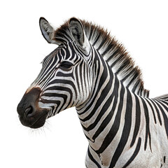 zebra isolated on with PNG  transparent background image