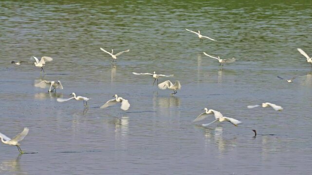 Little Egrets (Egretta garzetta) catching fish in the Sea of Galilee