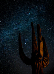 Saguaro cactus desert meteor shower shooting stars night astrophotography light painting