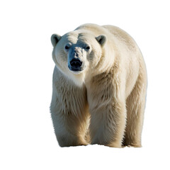 Fototapeta premium polar bear on with PNG image transparent background