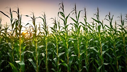 Obraz premium corn field at sunset
