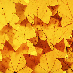 Autumn minimal image with yellow brown maple leaf with natural texture, botanical design background, gradient color pattern. Fall aesthetic photography with macro leaves, seasonal fall foliage