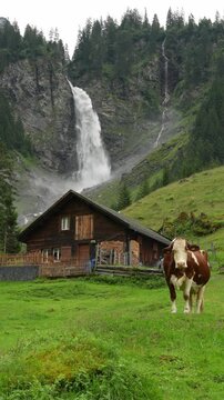 Staubifall waterfall with a cow in the foreground, Switzerland