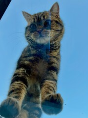 Cat looking through the window with blue sky in background and reflection.