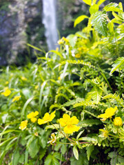 自生する黄色の花のクローズアップ