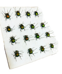 See dung beetles at the taxidermy laid out for display using pins & a white board. This is a...