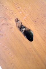 a Black hole on wooden table
