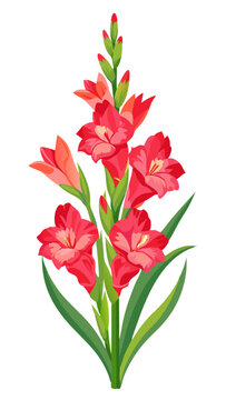 Vibrant Gladiolus Flower Illustration With Leaves- Colorful and detailed illustration of a gladiolus flower with vibrant petals and green leaves, capturing the essence of nature's beauty and elegance.