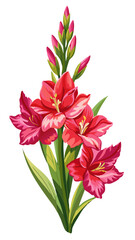Obraz premium Vibrant Gladiolus Flower Illustration With Leaves- Colorful and detailed illustration of a gladiolus flower with vibrant petals and green leaves, capturing the essence of nature's beauty and elegance.