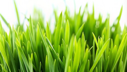 Fototapeta premium Vibrant green blades of grass isolated on white, showcasing intricate textures and delicate details, with soft focus and shallow depth of field highlighting nature's beauty.