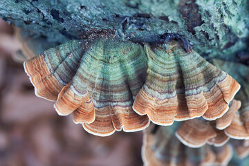 Trametes versicolor (Coriolus versicolor, Polyporus versicolor) polypore mushroom close up with...