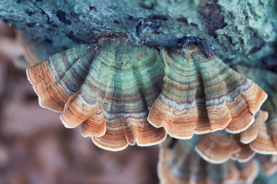 Trametes versicolor (Coriolus versicolor, Polyporus versicolor) polypore mushroom close up with shallow depth of field. Scenic natural mushroom texture