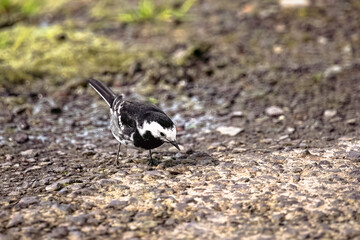A white wagtail bird with black markings is standing on a rocky, muddy surface. Its head is tilted, and its beak is pointed towards the ground. Some green grass is visible in the background.