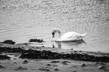 A white swan floats on the surface of a body of water. Its neck is stretched out. The water is rippled, and the far shore is sandy. There are some footprints visible on the shore.