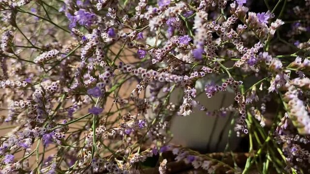 Des figues dans un panier d'osier entour&eacute; de saladelle