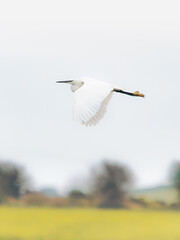 The egret's feathers are a pristine white against a canvas of soft, muted tones, suggesting a moment of stillness and serenity.