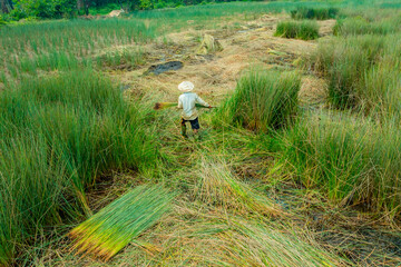 view of farmers harvest Lepironia articulata, Vietnamese name is Co bang. It is harvested by people...