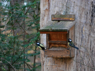 Two tomtits in a birdhouse eating seeds on the background of green trees