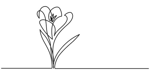 Group of spring crocus flowers in continuous line art drawing style. Black linear sketch on white background with flower heads coloring. Vector illustration, Spring Snowdrop Flower Single Line Drawing