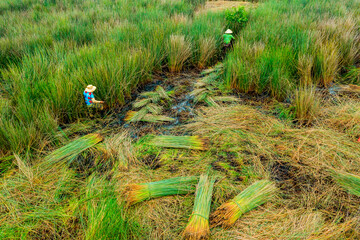 view of farmers harvest Lepironia articulata, Vietnamese name is Co bang. It is harvested by people in the Mekong Delta to make handicraft products.