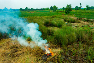 Fototapeta premium view of farmers harvest Lepironia articulata, Vietnamese name is Co bang. It is harvested by people in the Mekong Delta to make handicraft products.