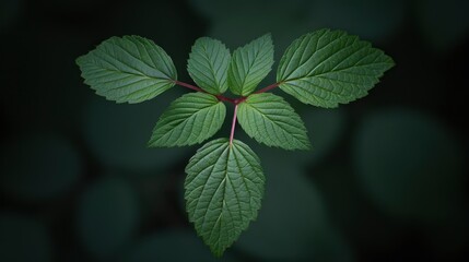 Green Leaves on a Dark Background