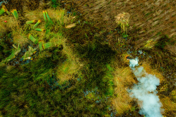 view of farmers harvest Lepironia articulata, Vietnamese name is Co bang. It is harvested by people...
