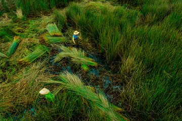 view of farmers harvest Lepironia articulata, Vietnamese name is Co bang. It is harvested by people...