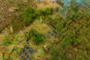view of farmers harvest Lepironia articulata, Vietnamese name is Co bang. It is harvested by people...
