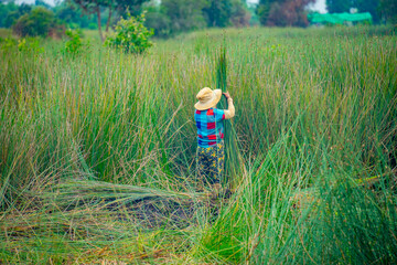 view of farmers harvest Lepironia articulata, Vietnamese name is Co bang. It is harvested by people...