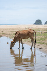 Naklejka premium A cow drinks from a small river near the beach